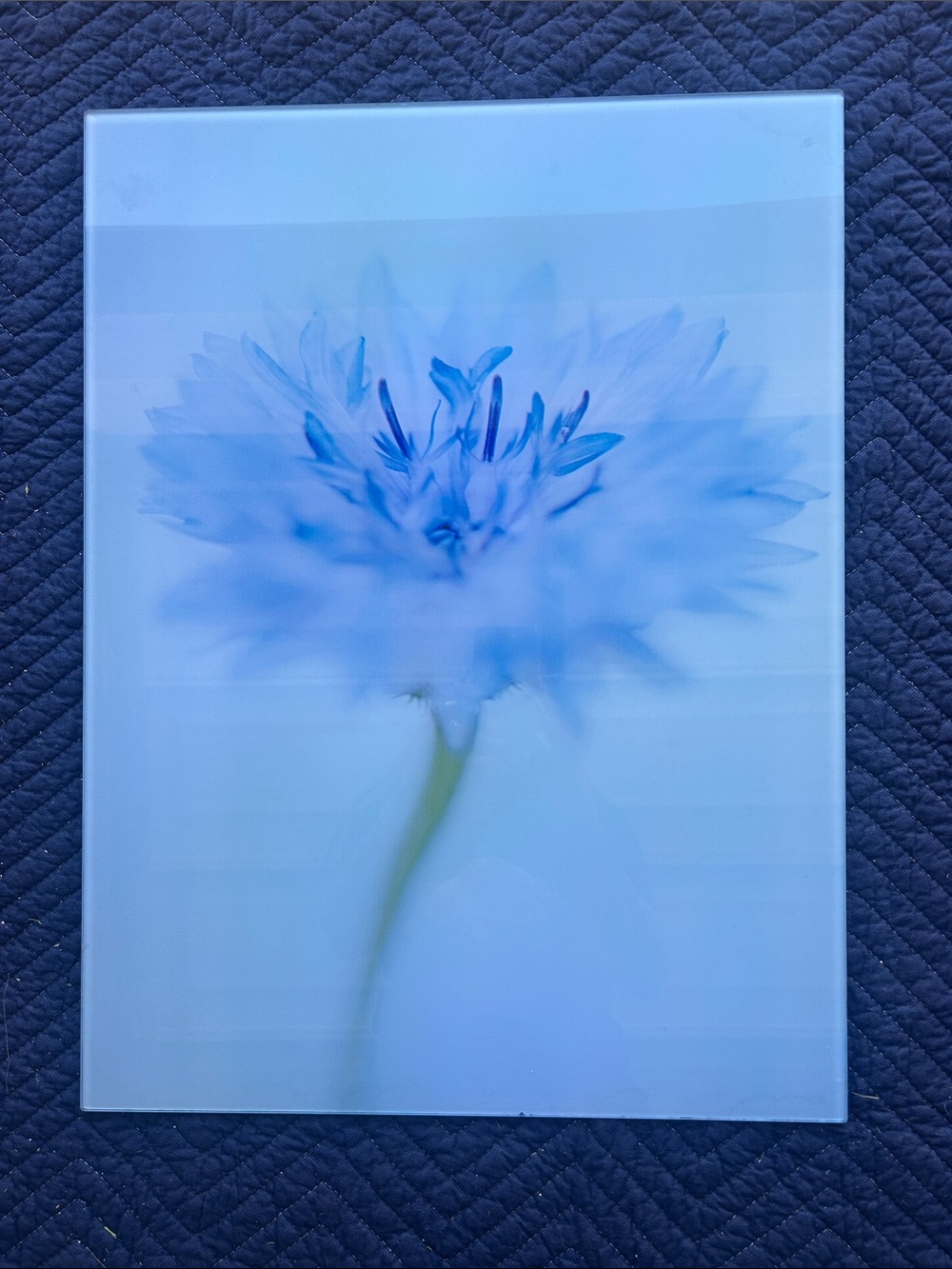 Blue Floral Glass Wall Art - Single Bloom